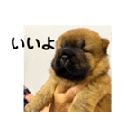 チャウチャウびより7❤️オール子犬編（個別スタンプ：15）