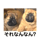 チャウチャウびより7❤️オール子犬編（個別スタンプ：18）