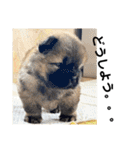 チャウチャウびより7❤️オール子犬編（個別スタンプ：21）