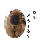 チャウチャウびより7❤️オール子犬編（個別スタンプ：22）