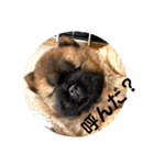 チャウチャウびより7❤️オール子犬編（個別スタンプ：25）
