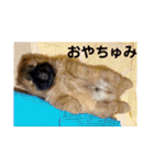 チャウチャウびより7❤️オール子犬編（個別スタンプ：27）