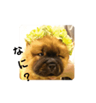 チャウチャウびより7❤️オール子犬編（個別スタンプ：28）