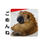 チャウチャウびより7❤️オール子犬編（個別スタンプ：29）