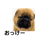 チャウチャウびより7❤️オール子犬編（個別スタンプ：30）