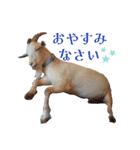 るーちゃんすたんぴ？！（個別スタンプ：13）