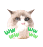 LSTAMP5（個別スタンプ：4）