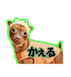 LSTAMP5（個別スタンプ：17）