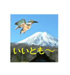 富士山カワセミスタンプ（個別スタンプ：11）