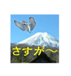 富士山カワセミスタンプ（個別スタンプ：14）