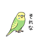 おらの動物園60-1シンプル★セキセイインコ（個別スタンプ：21）