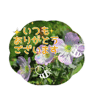 【癒しのお花スタンプ】（個別スタンプ：2）