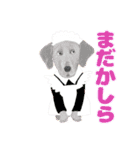 癒しのわんこ大集合(犬/リアクション/日常)（個別スタンプ：34）