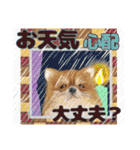 癒しのわんこ大集合(犬/リアクション/日常)（個別スタンプ：39）