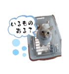 ユキ＆うみ＆ファラ第一弾（個別スタンプ：22）