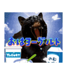 飛び出す！黒猫ハルとロビン[ダジャレ]（個別スタンプ：1）