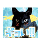 飛び出す！黒猫ハルとロビン[ダジャレ]（個別スタンプ：8）