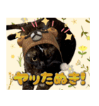 飛び出す！黒猫ハルとロビン[ダジャレ]（個別スタンプ：13）