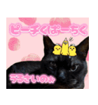 飛び出す！黒猫ハルとロビン[ダジャレ]（個別スタンプ：20）