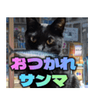 飛び出す！黒猫ハルとロビン[ダジャレ]（個別スタンプ：24）