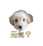 ラブラドゥードルの子犬生活（個別スタンプ：1）