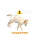 ラブラドゥードルの子犬生活（個別スタンプ：2）