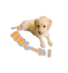 ラブラドゥードルの子犬生活（個別スタンプ：3）