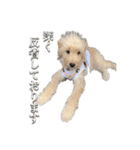 ラブラドゥードルの子犬生活（個別スタンプ：7）