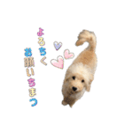 ラブラドゥードルの子犬生活（個別スタンプ：8）