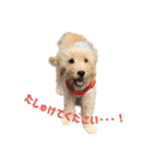 ラブラドゥードルの子犬生活（個別スタンプ：9）