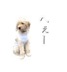 ラブラドゥードルの子犬生活（個別スタンプ：10）