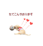 ラブラドゥードルの子犬生活（個別スタンプ：12）