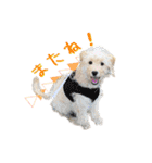 ラブラドゥードルの子犬生活（個別スタンプ：13）