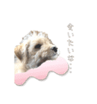 ラブラドゥードルの子犬生活（個別スタンプ：15）