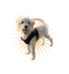 ラブラドゥードルの子犬生活（個別スタンプ：16）