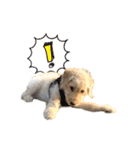 ラブラドゥードルの子犬生活（個別スタンプ：17）