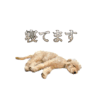 ラブラドゥードルの子犬生活（個別スタンプ：19）