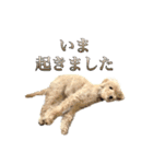 ラブラドゥードルの子犬生活（個別スタンプ：20）