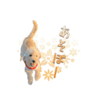 ラブラドゥードルの子犬生活（個別スタンプ：21）