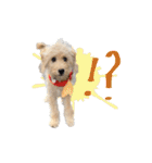 ラブラドゥードルの子犬生活（個別スタンプ：22）