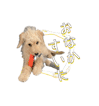 ラブラドゥードルの子犬生活（個別スタンプ：23）