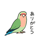 おらの動物園60-2【コザクラインコ】（個別スタンプ：1）