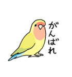 おらの動物園60-2【コザクラインコ】（個別スタンプ：26）