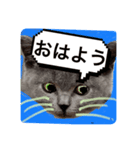 ネコちゃんの毎日癒される（個別スタンプ：2）