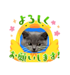 ネコちゃんの毎日癒される（個別スタンプ：4）