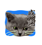 ネコちゃんの毎日癒される（個別スタンプ：7）