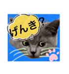 ネコちゃんの毎日癒される（個別スタンプ：10）