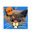 ネコちゃんの毎日癒される（個別スタンプ：12）