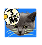 ネコちゃんの毎日癒される（個別スタンプ：13）