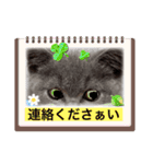 ネコちゃんの毎日癒される（個別スタンプ：14）